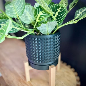 May include: A green and white houseplant with striped leaves in a black, spiky planter on a wooden stand.