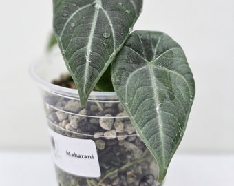 Miniplante: Alocasia Maharani