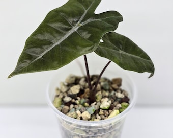 Miniplante: Alocasia Sanderiana