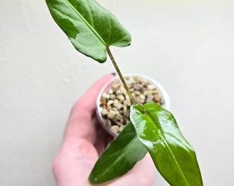 Miniplante: Alocasia Lauterbachiana