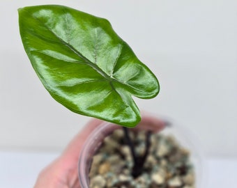 Miniplante: Alocasia Macrorrhiza Black Stem