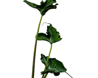 Miniplante: Alocasia 'Teletubbies'