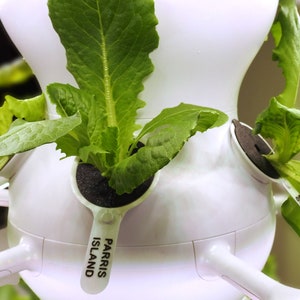 May include: A white hydroponic gardening system with four green lettuce plants growing in it. The system has a label that says "Parris Island".