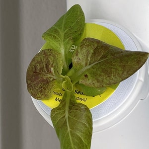 Grow Basket Adapter - Compatible with Aerogarden/Mufga Grow Baskets - Hydroponic Gardening