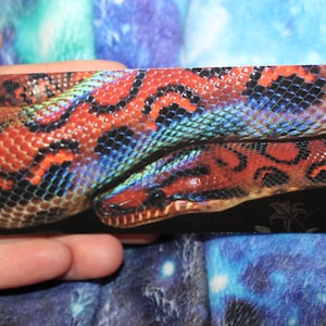 May include: A rectangular sticker featuring a vibrant image of a rainbow boa constrictor. The snake's scales display a pattern of red, orange, blue, and black. The sticker is held by a hand.