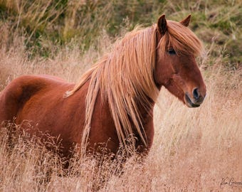 Icelandic Horse, Color Photo Art , Landscape with Icelandic Horse,  Icelandic Beauty, Office, Home Decor, Collectible, Horse Lover, Iceland