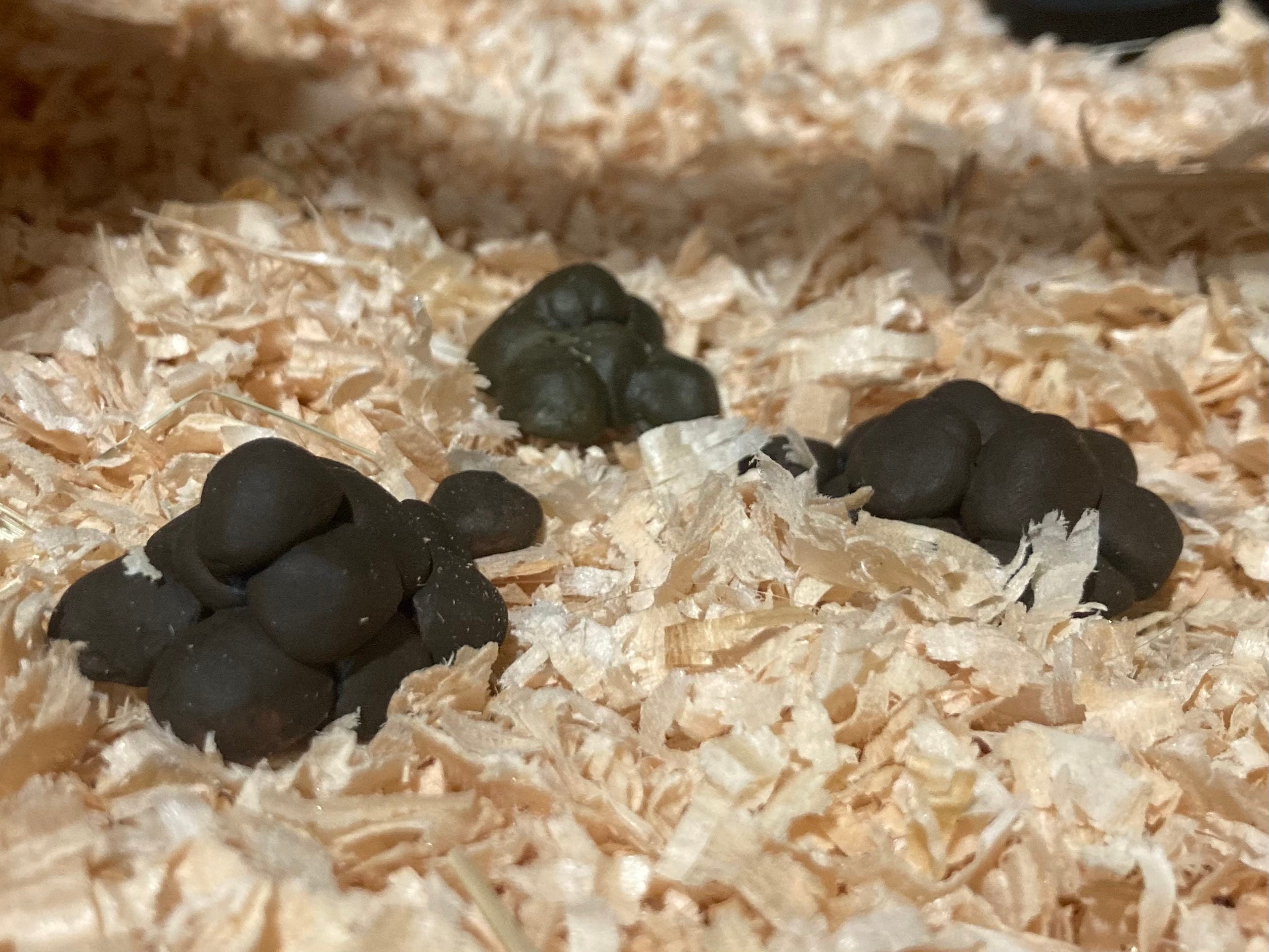 Model Horse Poop Realistic Props for Breyer Horses Etsy