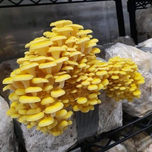 Golden Oyster Mushroom-broedsoort (Pleurotus citrino) - beste kwaliteit, vers, paddestoelmyceliumbroed, op rogge