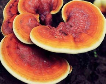 Cepa de hongo Reishi rojo / Lingzhi (Ganoderma lucidum): micelio fresco de la mejor calidad.