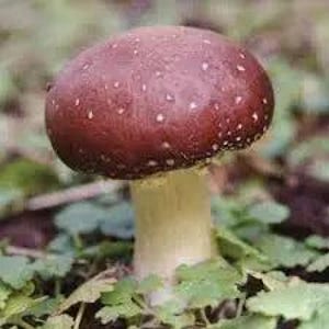 Wine Cap Mushroom Spawn (Stropharia rugosoannulata) - Fresh Red Wine Cap Mycelium Spawn