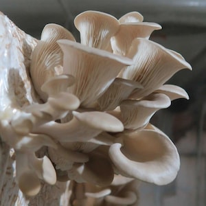 Grey Oyster Mushroom Spawn (Pleurotus ostreatus) - Fresh Mushroom Mycelium Spawn