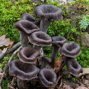 Micélio de cogumelo Trombeta-negra (Craterellus fallax) - micélio fresco da melhor qualidade.