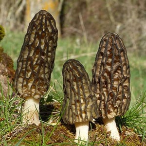 Mycélium de morille noire (Morchella elata) - mycélium frais de qualité supérieure
