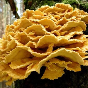 Chicken of the Woods Spawn (Laetiporus sulphureus) - Best Quality, Fresh Mushroom Mycelium Spawn