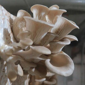 Mycelium sur grains de Champignon de Paris Bio