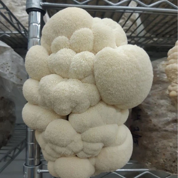 Ceppo di uova di funghi Lion's Mane (Hericum erinaceus) - uova di micelio di funghi freschi, della migliore qualità, su chicchi di segale