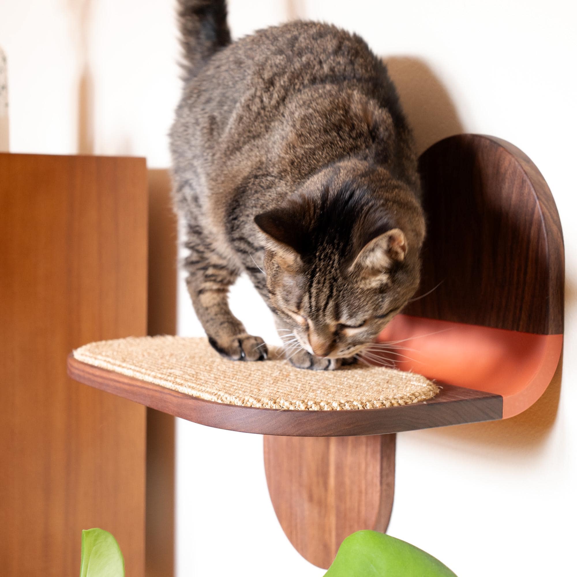 Cat Shelves : Wall Mounted Floating Cat Steps With Scratcher - Etsy