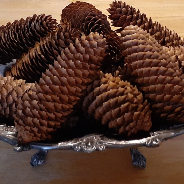 Pine Cone Knobs Etsy