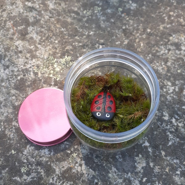 Diy Terrarium Kit: (Includes moss, ladybug rock, soil, jar, gravel, and everything you will need to assemble your new Terrarium)!(Pink lid)