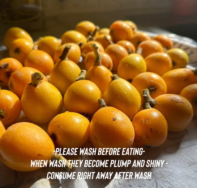 5lbs Loquat Fruit, Fresh Organic Loquat, Loquat Tea Leaf, Loquat Herbal