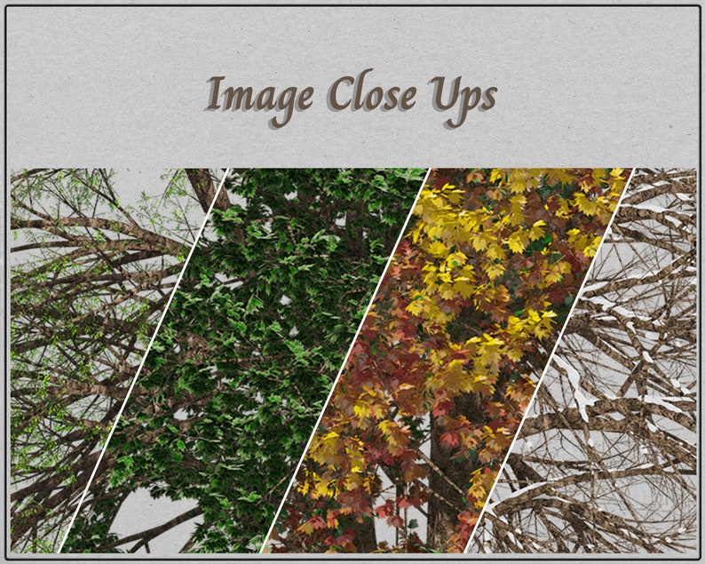 Seasonal Trees, Tree Clipart, Tree Pack, Oak Tree, Tree Images, Trees ...