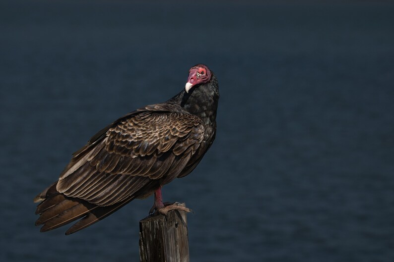 Turkey Vulture Buzzard Keeping Watch Etsy