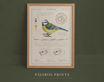 Scientific style bird prints