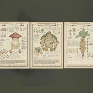 May include: Three illustrated cards with information about different types of fantasy creatures. The first card is titled "Seta Andanti" and features a mushroom-like creature with a red cap and a white body. The second card is titled "Golea" and features a green, rock-like creature with a humanoid shape. The third card is titled "Mandragora" and features a humanoid plant with a large, leafy head and a long, thin root.