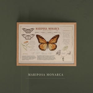 Entomology Art - Mariposa Monarca