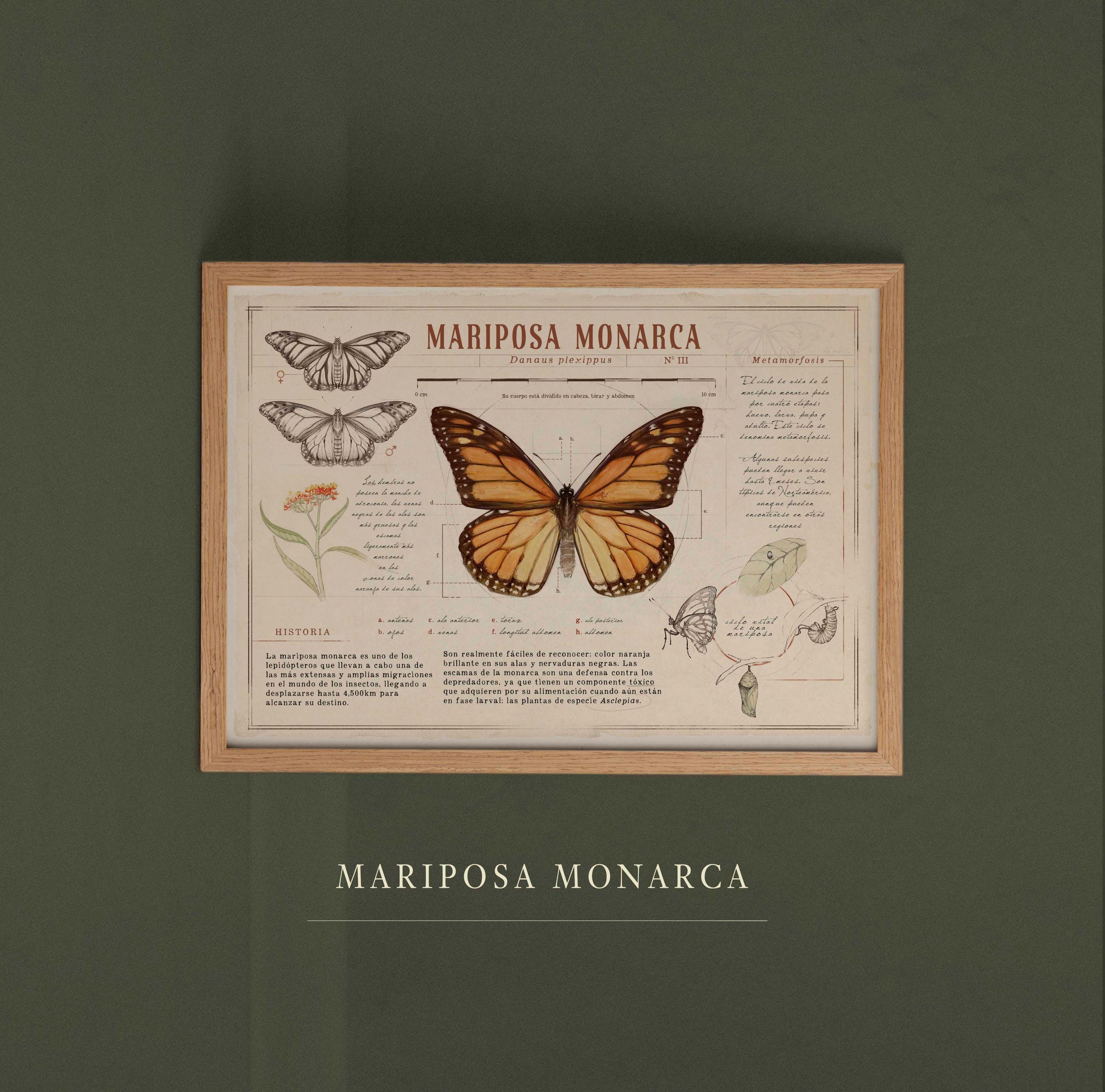 Entomology Art - Monarch Butterfly