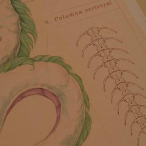 May include: Watercolor illustration featuring a fantastical creature with a white body, green mane, and a pink interior. The image includes a detailed drawing of a spine labeled "c. Columna vertebral".
