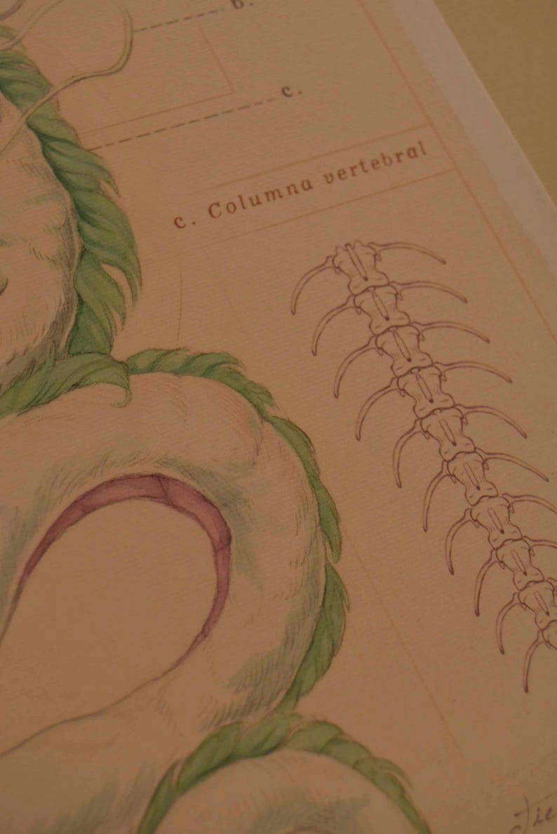 May include: Watercolor illustration featuring a fantastical creature with a white body, green mane, and a pink interior. The image includes a detailed drawing of a spine labeled "c. Columna vertebral".