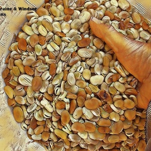 Sweet Lorane and Windsor Fava Bean Seeds Mix - Beyond Organic