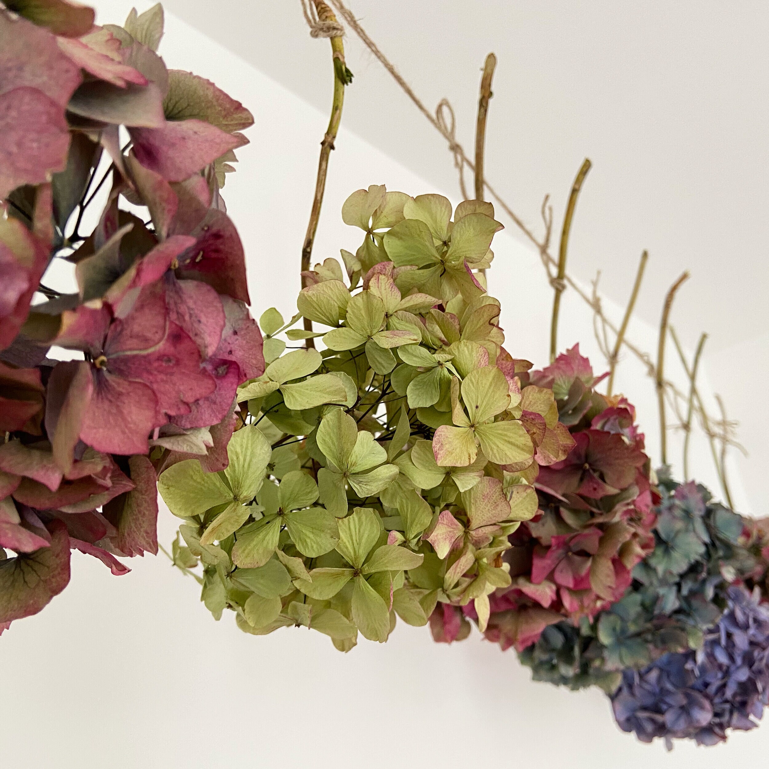 Image of Wee bit grumpy hydrangea with crossed arms