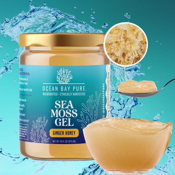Wildcrafted Sea Moss Gel! Top Seller-ginger Honey! - Etsy