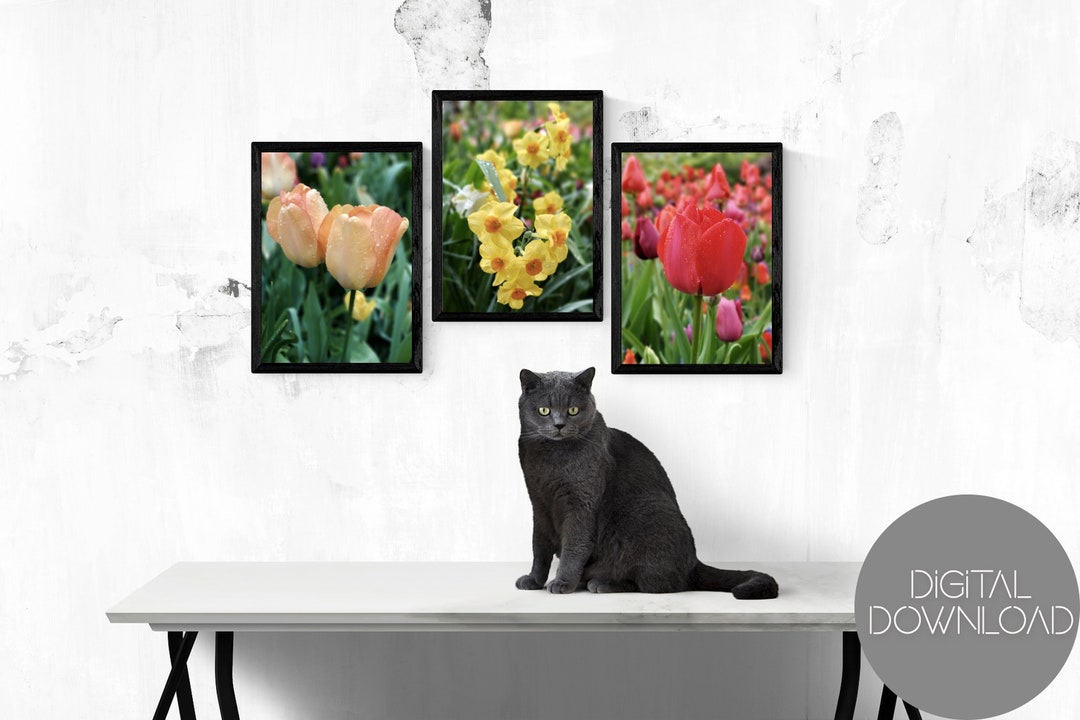 Flowers Wall Art Set of 3, Tulip Prints, Flower Photography, Nature ...