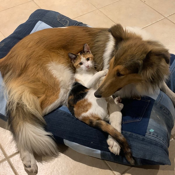 Upcycled Pet Bed Etsy