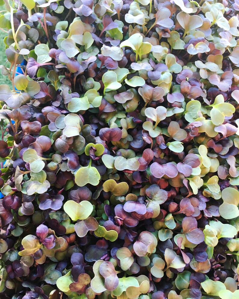 Microgreen Powder Blend, Dehydrated Microgreens, Mix Of Sunflower, Pea, Radish, Broccoli, Kale