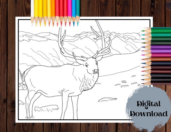 Realistic Elk Coloring Page for Adults Bull Elk Coloring Book - Etsy