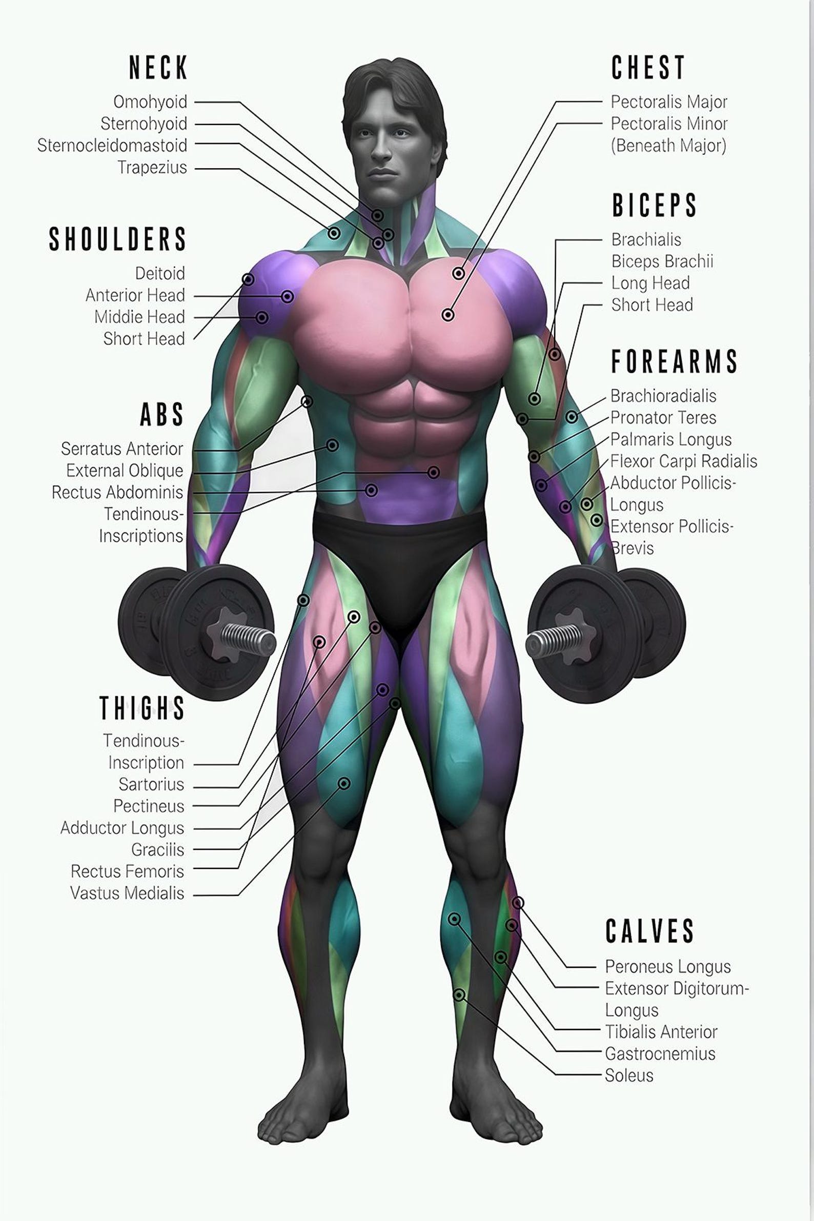 Bodybuilding Chart Poster Gym Workout Guide Muscle Anatomy Print Poster ...