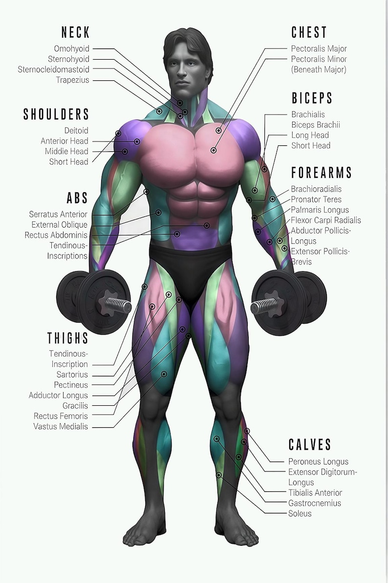 Bodybuilding Chart Poster Gym Workout Guide Muscle Anatomy Print Poster ...