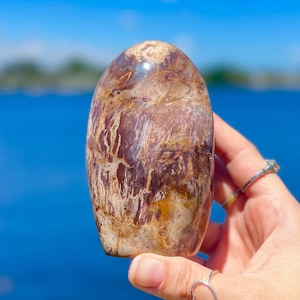 HQ Agatized Petrified Wood Freeform with Crystal Druzy *High Quality, Large Natural Opalized Polished Petrified Wood Self Standing Fossil*