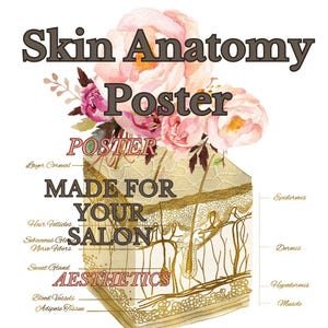 Digital Skin Anatomy Poster  Perfect for Beauty Aesthetic Professionals Clinics & Salons