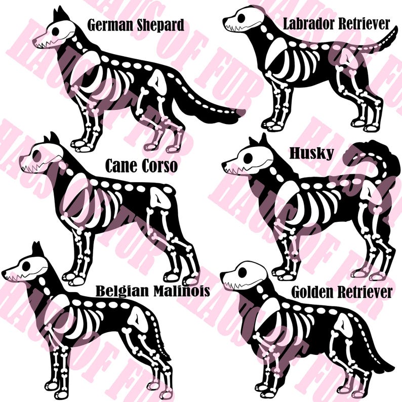 May include: A graphic illustration featuring six black dog silhouettes with white skeletal overlays. The breeds labeled are German Shepard, Labrador Retriever, Cane Corso, Husky, Belgian Malinois, and Golden Retriever. The text HAUS OF FUR repeats in the background.