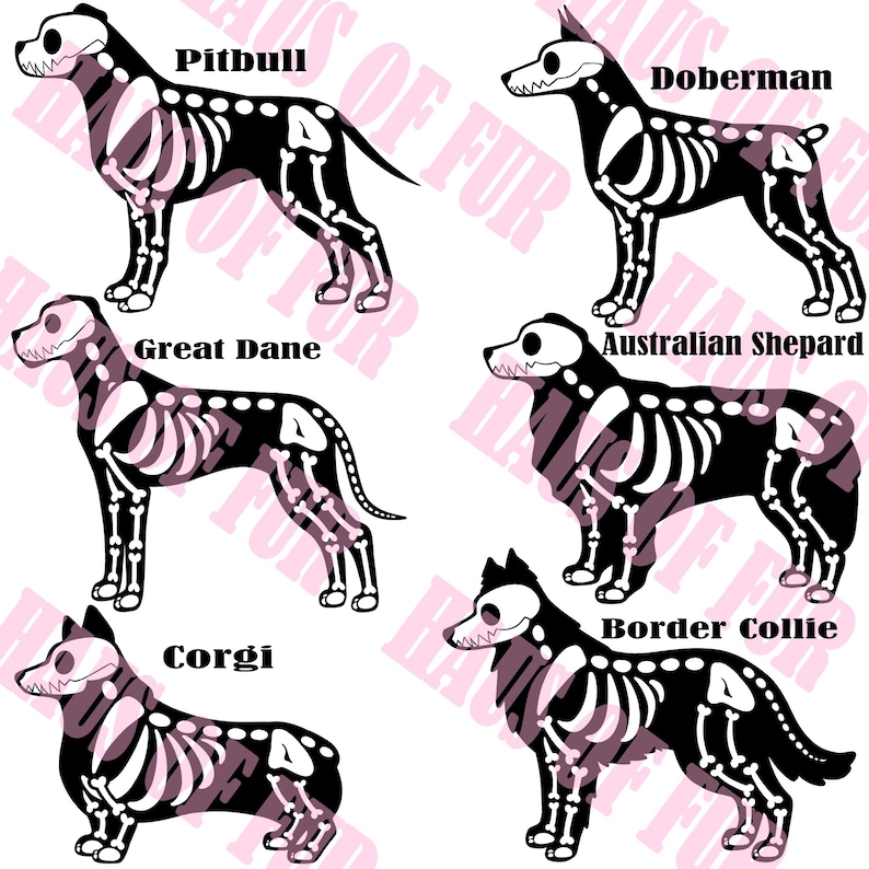 May include: A digital graphic featuring six black dog silhouettes with white skeletal overlays. The breeds labeled are Pitbull, Doberman, Great Dane, Australian Shepard, Corgi, and Border Collie. The background contains a faint repeating watermark text.