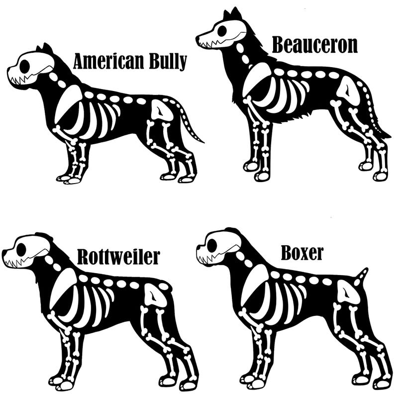 May include: A black and white graphic illustration featuring four dog silhouettes with visible white skeletal structures. The dogs are labeled American Bully, Beauceron, Rottweiler, and Boxer, each showing distinct anatomical breed characteristics.