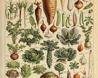 May include: Vintage botanical illustration of various vegetables, including carrots, turnips, pumpkins, and cabbages. The image features a variety of root vegetables, leafy greens, and gourds, showcasing a range of colors and shapes. The text "LÉGUMES ET PLANTES POTAGÈRES" is at the top.