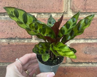 Calathea Rattlesnake Plant Lancifolia Mini Houseplant Indoor Plant Pet Safe Terrarium