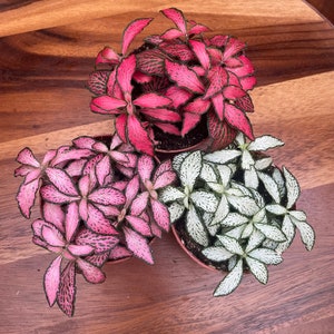 Fittonia Nerve Houseplant Indoor Plant Pink Red Green Terrarium Plant *Pet Safe*