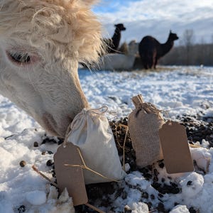 Op de afbeelding: Een alpaca snuffelt aan twee kleine zakjes met trekkoord en blanco labels in de sneeuw. Eén zak is van natuurlijk canvas, de andere van jute. Andere alpaca's grazen op de achtergrond op een besneeuwde dag.